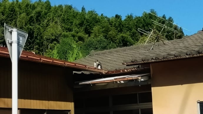 屋根の上のねこ