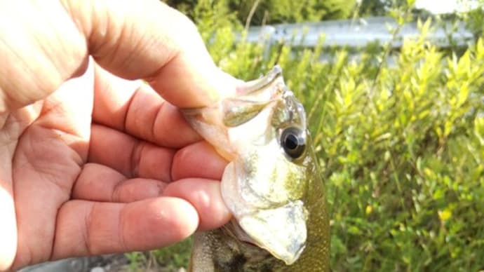 虫除けの効果が無い!