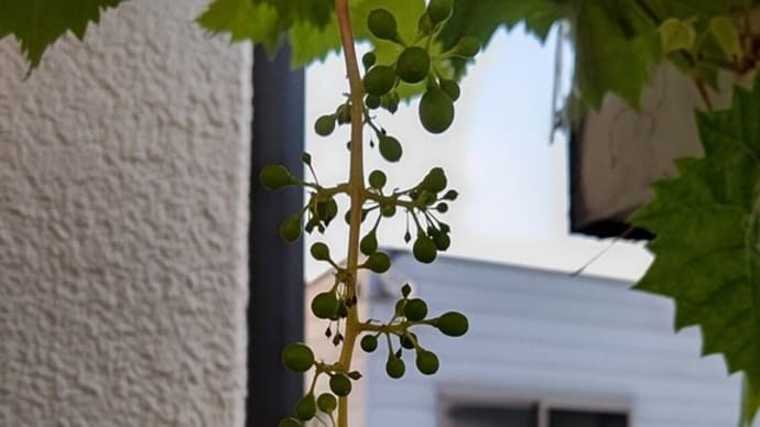 食べられるようになるかしら…我が家のシャインマスカット