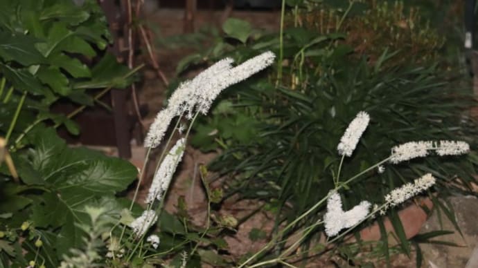 夕暮れ時の花と玉ねぎの植え付け