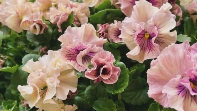 鉢植えの花をドライに