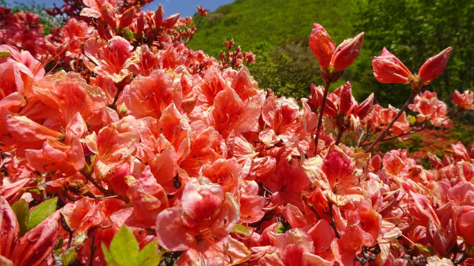 恵山つつじ公園・開花情報２０２３年５月１０日