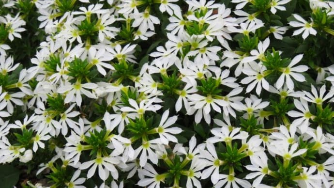 ちょっと寒いんですが?季節の花。