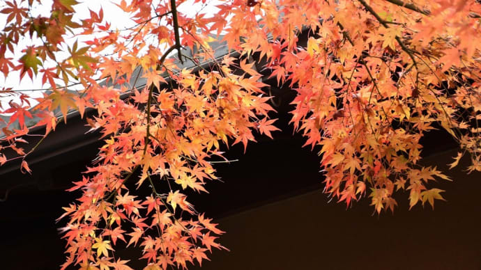 もみじ狩り 神奈川県足柄下郡箱根町 箱根・強羅(2)箱根美術館:真和亭、富士見亭