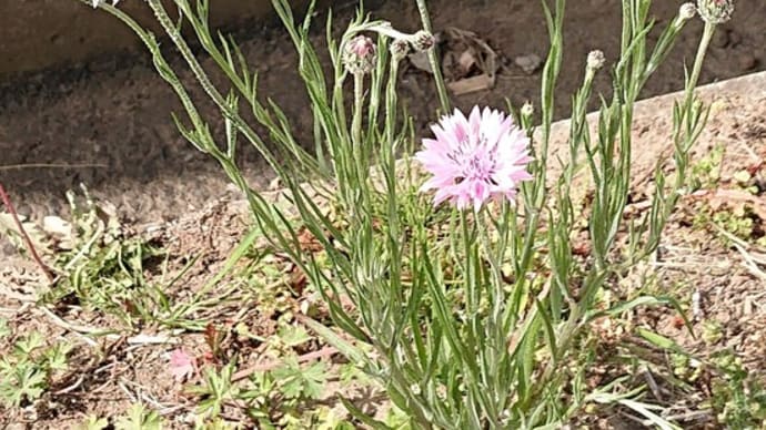 野辺に咲く🌼今朝のクロ散歩は北坂道コースです😅