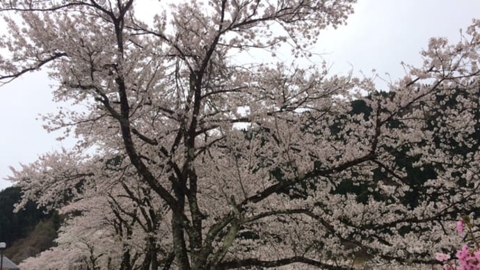 長良川の桜並木