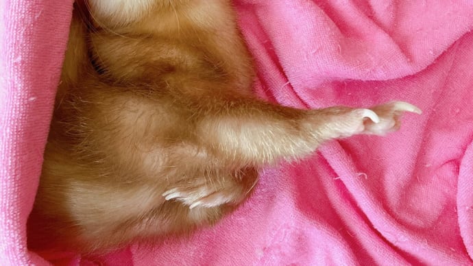 どんな夢を見ているのでしょう?