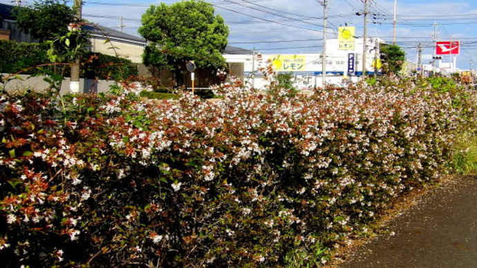 アベリアの街路樹に目がとまる