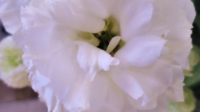 梅と【枝垂れ梅(シダレウメ】Prunus mume f. 'pendula Prunus'◆