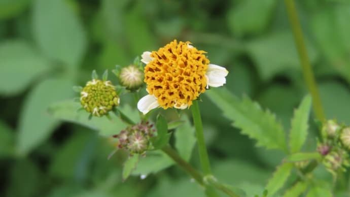 雨上がり花に集まる虫たち~ご近所散歩10月編(3)