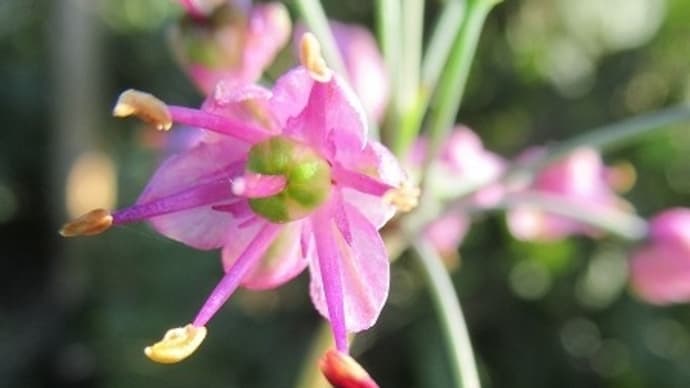 ラッキョの花