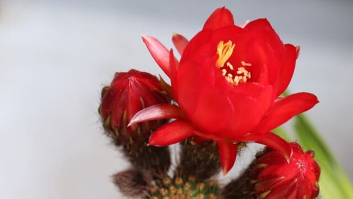 【多肉】赤い美女丸、黄色い獅子王丸　サボテンの花