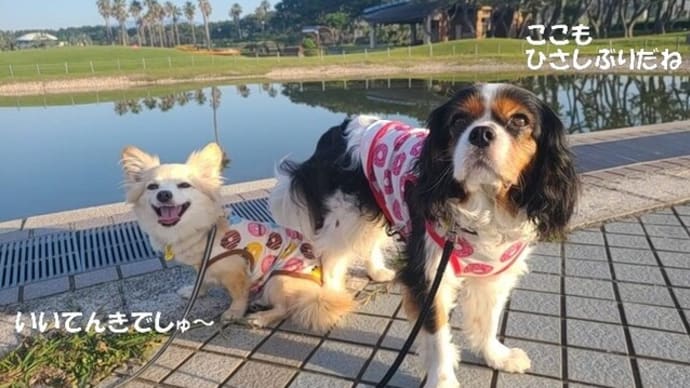 全部が楽しい!海岸散歩