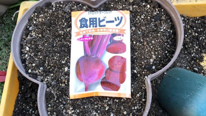 食用ビーツ ～5日目～