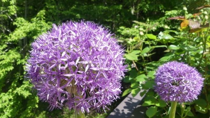 水戸市植物公園の初夏の花(1)