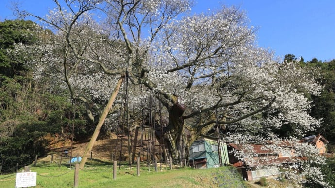【 樹齢660年の桜を撮る 】