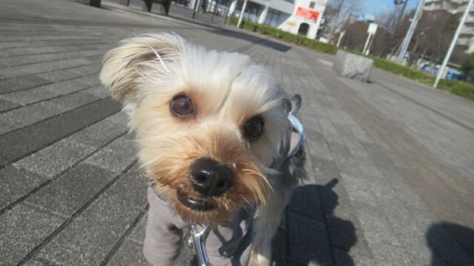 2023/12/25 犬の幼稚園BuddyDog