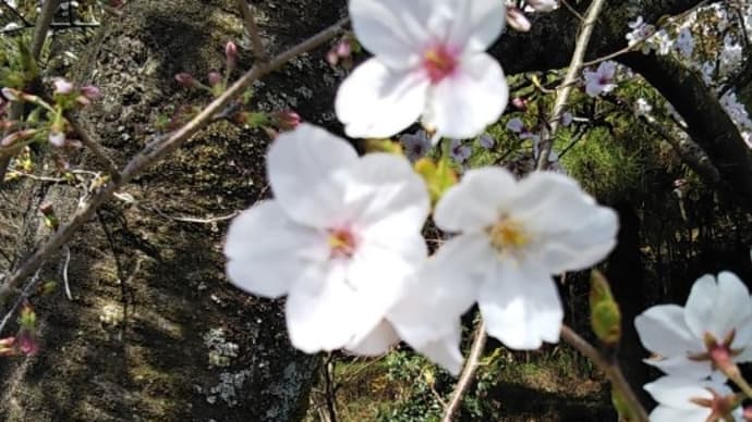 写真（桜、ミツバツツジ、花桃、スノーフレーク、キブシ） 