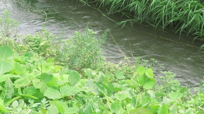 淡水魚採取　暑い、熱いお魚捕り！