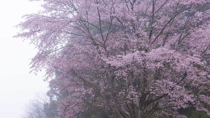 2023.3.20 クマノザクラ(熊野市紀和町長尾)