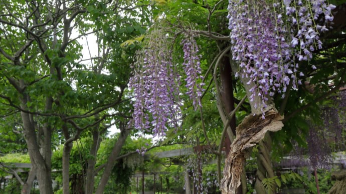 百合が原公園の藤は終わっていました