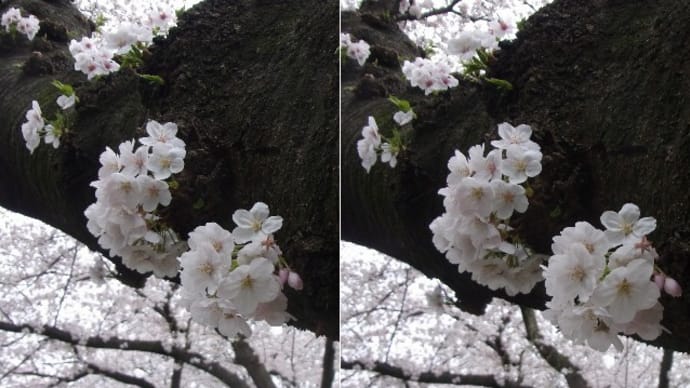 胴吹き桜