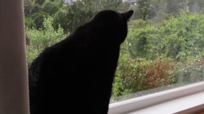 リノベーションと猫