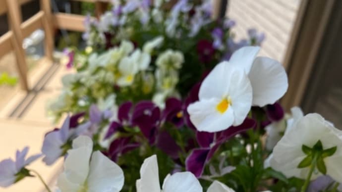 5月の庭。。。その6