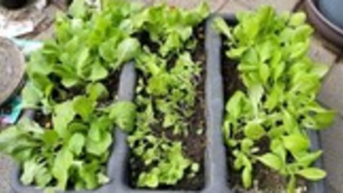 外壁フェンスのプランターにレタス類を植え付け