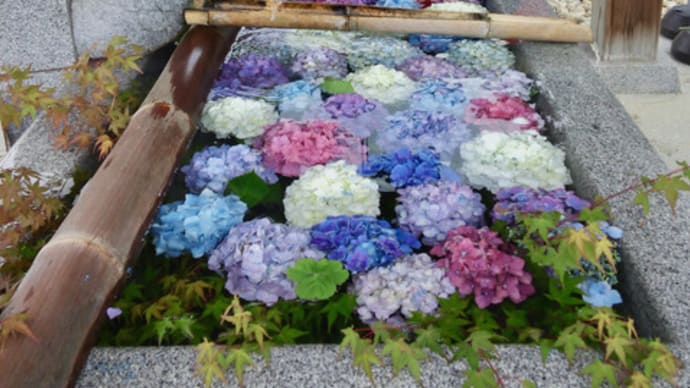粟井神社へアジサイ見物