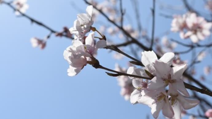 高岡古城公園の桜