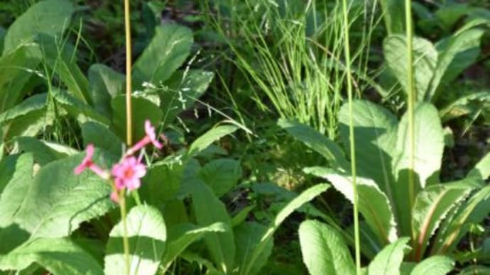 英国大使館別荘 入口のクリン草を逆光で見ます 11