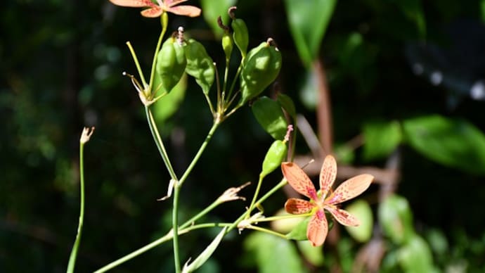 我が家の花日記~夏の暑さの中に秋の気配