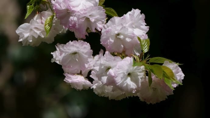 八重桜二種　ラナンキュラス