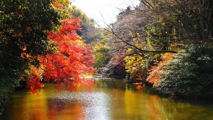 紅葉散策~瀬上市民の森