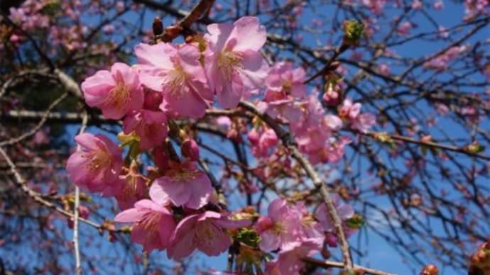 河津桜、黄梅、ヒガンザクラ、シデコブシ、ユキヤナギ