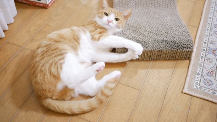 新しい爪とぎユズちゃん
