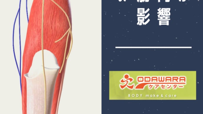 膝痛は膝裏の筋肉が影響している