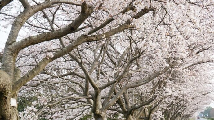 滋賀の桜・・・新旭風車村