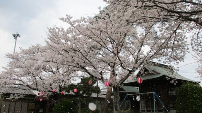 桜が満開です(*^_^*)🌸