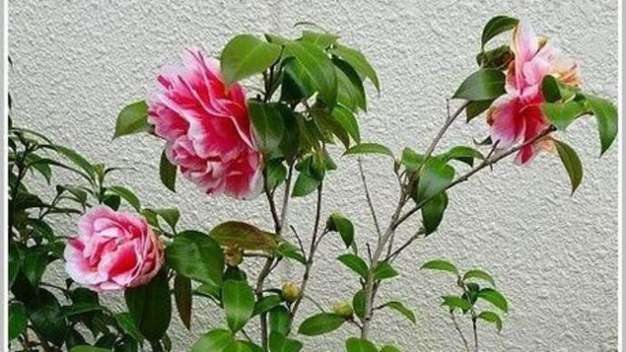 せっかく咲いたのに!
