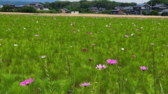 「初めての毛筆の時間」