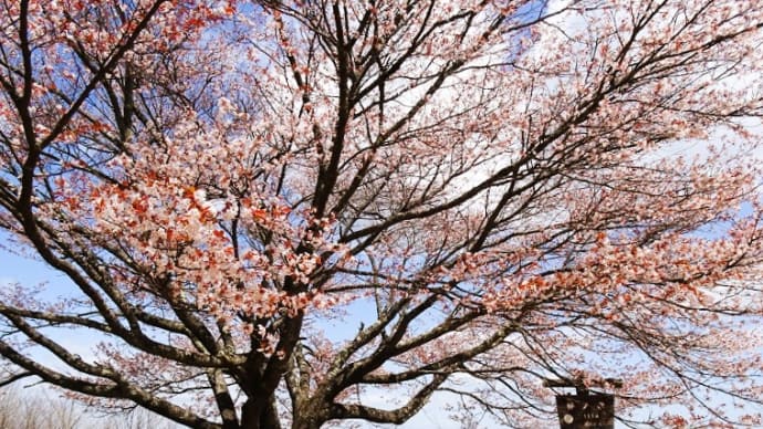 山桜を見に棒ノ嶺へ