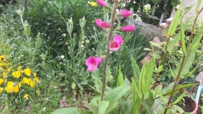 初夏の花たち
