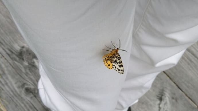 キシタエダシャク原生花園
