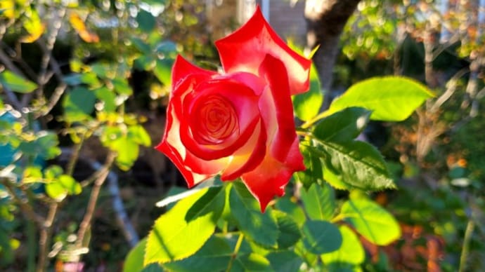 晩秋に咲く黄色・オレンジ系の花