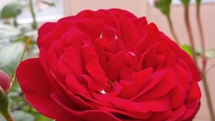 マリアンデール☆これぞ！赤い薔薇！＆京成バラ園に行って来ましたよ。