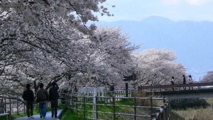 草津：天井川の桜