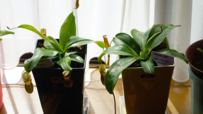 ブログで植物の育ち具合を記録に残そう!