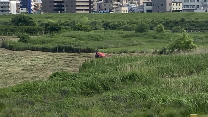 草刈り虚しく
